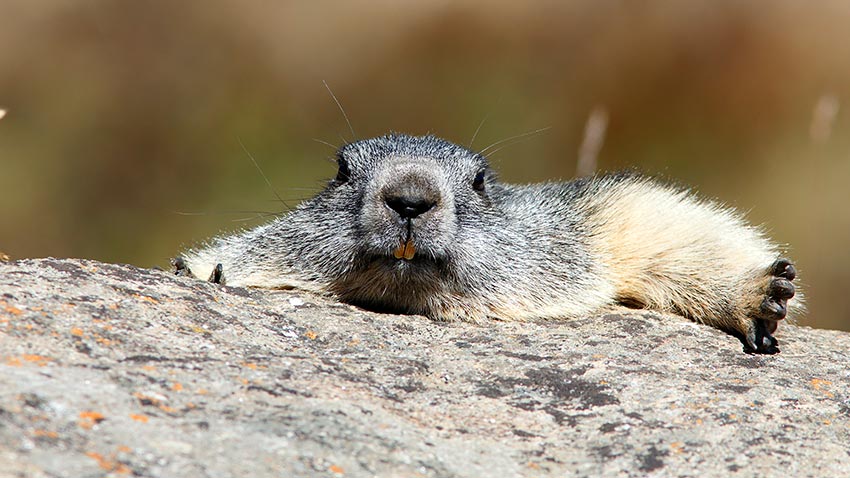 Ultime marmotte di stagione